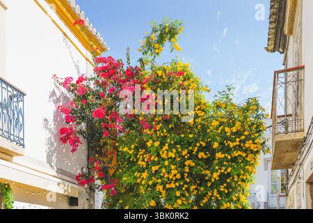 Bright pink and yellow flowering plants flourish between two charming buildings with wrought iron balconies under a clear blue sky. Stock Photo