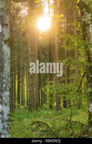 Sunlight breaking through long trees in a dense forest, Gechingen, Hecken and Gaeu region, district of Calw, Germany, Europe Stock Photo