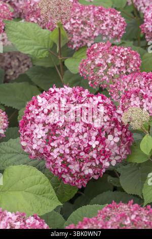 Pink Snowball Hydrangea (Hydrangea arborescens PINK ANNABELLE), (LK), BS Saemann, Germany, Europe Stock Photo