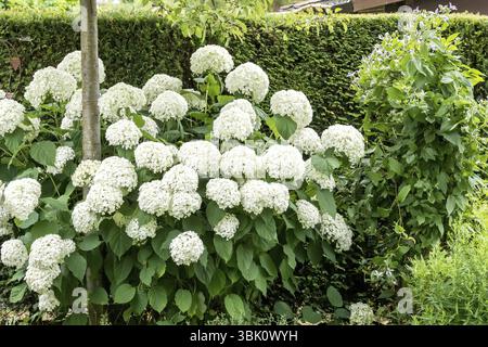 Snowball hydrangea (Hydrangea arborescens STRONG ANNABELLE), An den Dorfwiesen 9, Germany, Europe Stock Photo