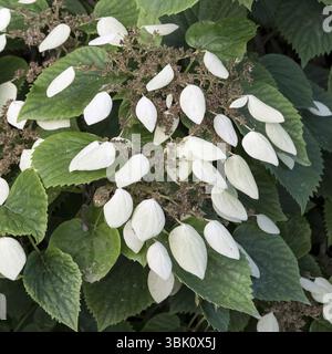 Split hydrangea (Schizophragma hydrangeoides), Spring Meadow Nursery, United States of America Stock Photo