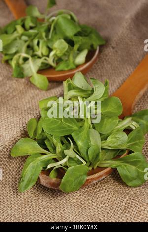 Micro-spinach lies in large wooden spoons on burlap Stock Photo