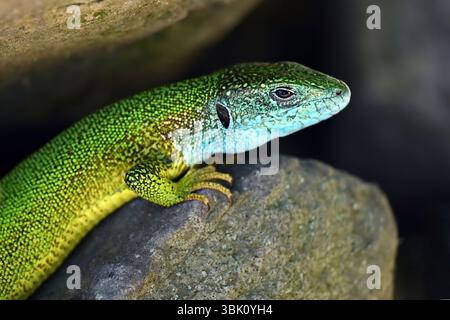 Vivid green European lizard resting on rocks in natural habitat in Hegyestű near lake Balaton, Hungary Stock Photo