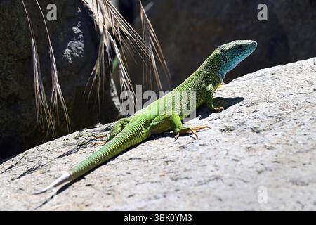 Vivid green European lizard resting on rocks in natural habitat in Hegyestű near lake Balaton, Hungary Stock Photo