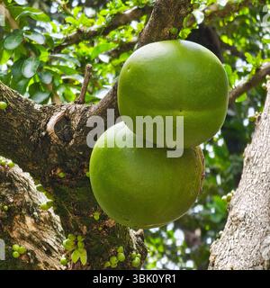 BAGACES, GUANACASTE PROVINCE, COSTA RICA: The Calabash tree provides a unique fruit that is used in the Caribbean to make things like cups and bowls. Stock Photo