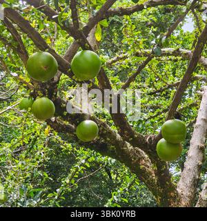 BAGACES, GUANACASTE PROVINCE, COSTA RICA: The Calabash tree provides a unique fruit that is used in the Caribbean to make things like cups and bowls. Stock Photo