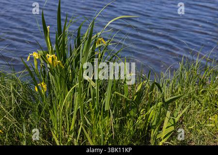 Bright yellow iris pseudacorus flowers and lush green leaves growing on grassy riverbank near calm water. Wetland plant in natural habitat Stock Photo