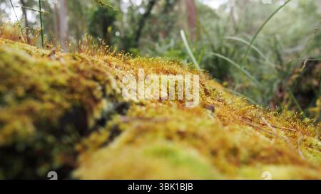 Close up of a dead tree trunk covered in beautiful green moss with tiny red stemmed flowers. Log was located near a creek in the Australian forest Stock Photo