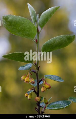 Scandinavian cotoneaster flowering Stock Photo