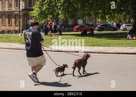 England, Somerset, Bath, The Circus, Man Walking Dogs while looking at Smart Phone Stock Photo