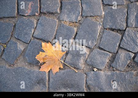 Autumn maple leaf on the cobblestones of the Palace Square in St. Petersburg, Russia Stock Photo