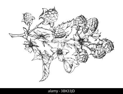Raspberry berries leaves flowers on thorny spiked branch hand drawn in vector ink. Ripe dewberry mulberry. Isolated botanical illustration. Home Stock Vector