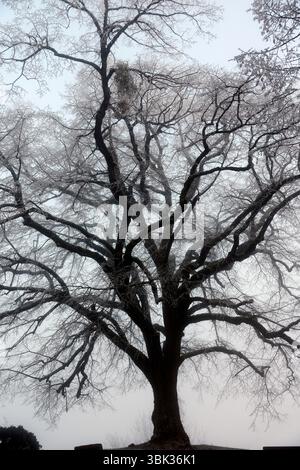 Silhouette of tree branches in winter in fog. Cold weather concept. Stock Photo