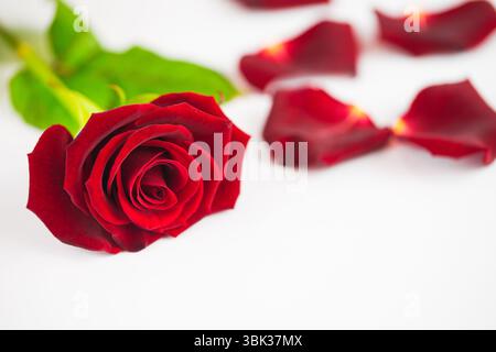 Single red rose is lying horizontally on white surface, petals scattered in minimalist flat design Stock Photo