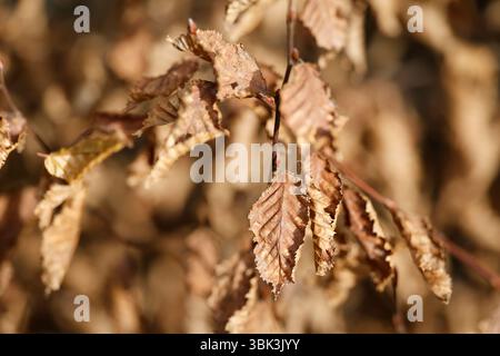 Dead leaves on a tree in winter. Saint Gervaiss. France. Stock Photo