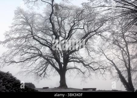Silhouette of tree branches in winter in fog. Cold weather concept. Stock Photo