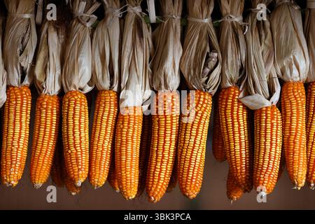 Dried corn cobs in a restaurant. Kontum. Vietnam. Stock Photo