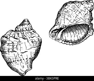 Two seashells in a black and white sketch style. Each shell has unique ridges and textures, in fine detail, ideal for coastal or nautical themes. Hand Stock Vector