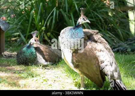 blue peacock rooster struts around in the gras Stock Photo