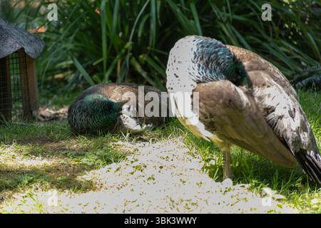 blue peacock rooster struts around in the gras Stock Photo