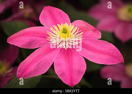 A close up shallow depth of field shot of a clematis jackmanii at the Chelsea Flower Show in London, UK. Stock Photo