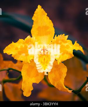 A close up of a oncidium orchid at the RHS Chelsea Flower Show in London, UK. Stock Photo