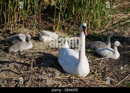 Swan family with babies in Nida, Lithuania Stock Photo