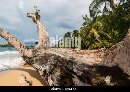 Old tree trunk affected by salty water washed ashore on a beach on Isla Bastimentos, Bocas del Toro, Panama. Stock Photo