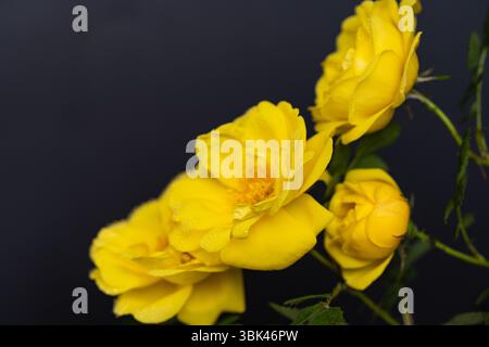 yellow rose flowers isolated on black background Stock Photo