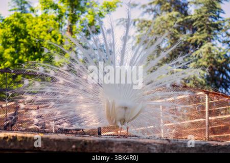 Rear view of white peacock with fully spread tail feathers in sunny zoo enclosure. Albino plumage forms elegant radial symmetry in bright light Stock Photo