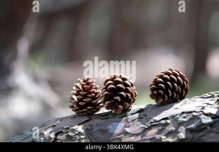 three pine cones on tree trunk bark Stock Photo