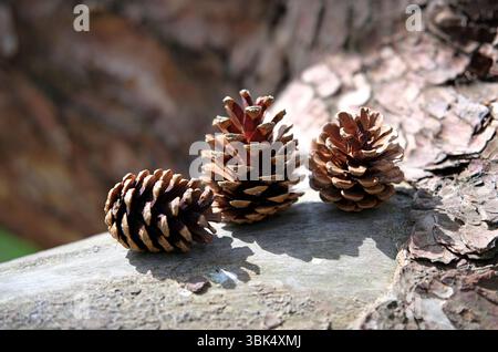 three pine cones on tree trunk bark Stock Photo