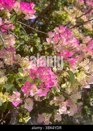 White bougainvillea flowers are in full bloom at Mikeng Village ...