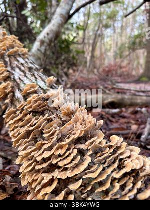 Clusters of beige shelf fungi grow along the bark of a fallen tree in a damp woodland setting, highlighting the natural process of decay and forest ec Stock Photo