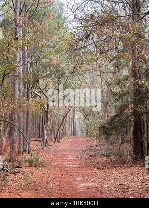 A quiet forest path winds through tall trees, blanketed with fallen pine needles and framed by early autumn foliage in a serene natural setting Stock Photo