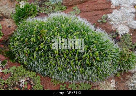 Grey-cushioned Grimmia / Pulvinate Dry Rock Moss (Grimmia pulvinata) growing on stonework of old wall, Berwickshire, Scotland, January Stock Photo