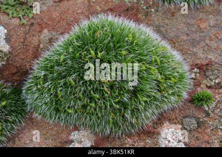 Grey-cushioned Grimmia / Pulvinate Dry Rock Moss (Grimmia pulvinata) growing on stonework of old wall, Berwickshire, Scotland, January Stock Photo