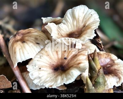 Wild Forest Mushrooms Growing on Decaying organic materials Stock Photo