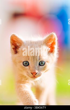 A striking close-up portrait of a cream-colored kitten with captivating blue eyes and soft fur, captured in warm daylight. The kitten looks directly a Stock Photo