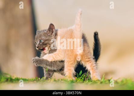 A cream kitten mock-battles a grey sibling in a lively moment of play. Great for content featuring energy, fun, and animal behavior Stock Photo