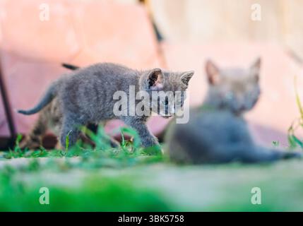 A curious gray kitten walks cautiously across a grassy patch, while another kitten rests in the foreground. Captured in soft natural light with a shal Stock Photo