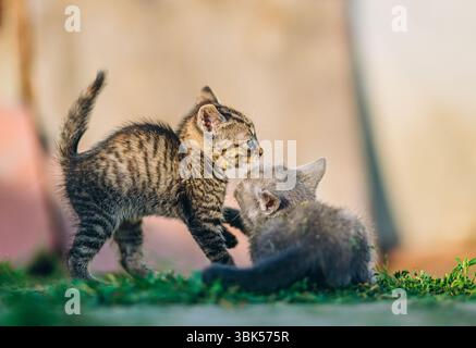 A sweet and lively moment between two kittens captured in natural daylight. A standing tabby kitten gently reaches toward a gray kitten lying on the g Stock Photo