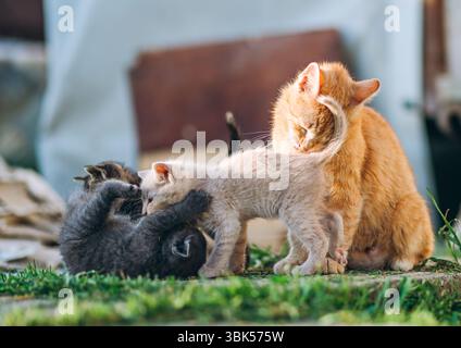A tender outdoor scene of a mother cat grooming her kitten while three playful kittens tumble and wrestle nearby on the grass. The photo captures auth Stock Photo