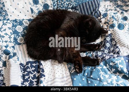 Black cat sleeping peacefully on cozy blue and white patchwork blanket. The feline rests curled up, showing comfort and serenity Stock Photo
