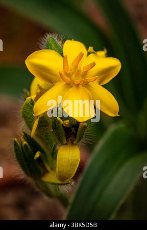 natural close up flowering plant portrait of the darling Hypoxis Hemerocallidea. attention-getting, beautiful, blooming, blushing, bold, traditional Stock Photo