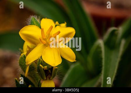 natural close up flowering plant portrait of the darling Hypoxis Hemerocallidea. attention-getting, beautiful, blooming, blushing, bold, traditional Stock Photo