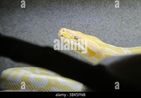 Python head in profile - Albino python - New Mexico Stock Photo