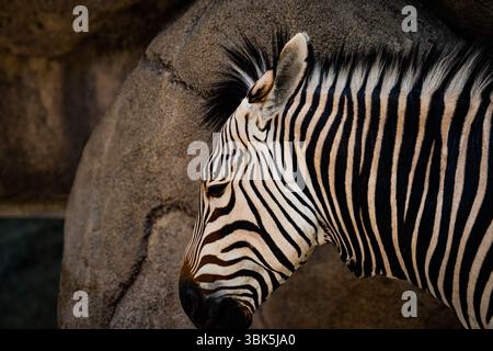 Zebra profile portrait with stone background Stock Photo