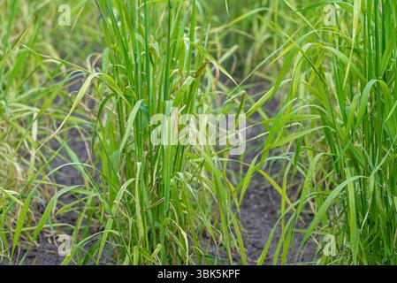 Domesticated einkorn wheat (Triticum monococcum) plants on field in late spring / early summer Stock Photo