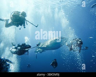Giant whaleshark with divers taking photos underwater Stock Photo